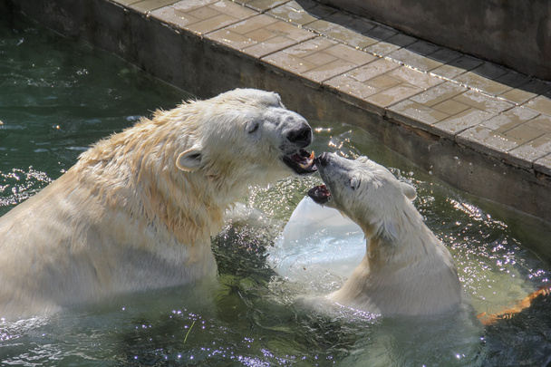 NOVOSIBIRSK, RUSSIA JULY 7, 2016: Polar bears at the zoo - Фото, изображение