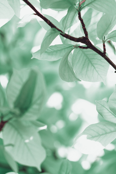 Turquoise leaves - closeup photo - Foto, afbeelding