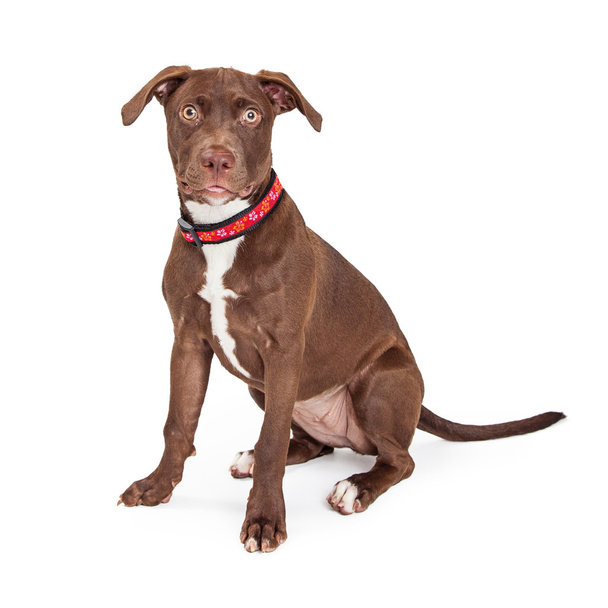  perro cruzado marrón y blanco
  - Foto, imagen