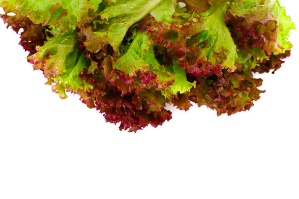 червоний салат ізольований на білому тлі
 - Фото, зображення