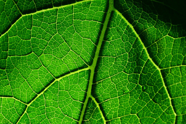 Green leaf - Zdjęcie, obraz