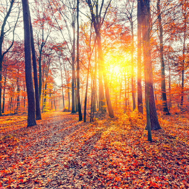 Sunset in the autumn forest - Foto, imagen
