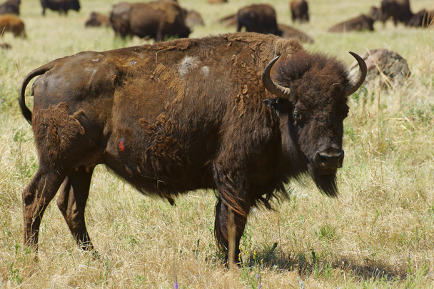 Animali della fauna selvatica della mandria di bisonti e bufali al Badlands National Park nel Dakota del Sud
 - Foto, immagini