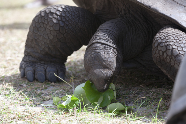 Tartaruga gigante na ilha de Curieuse comendo folhas verdes
 - Foto, Imagem