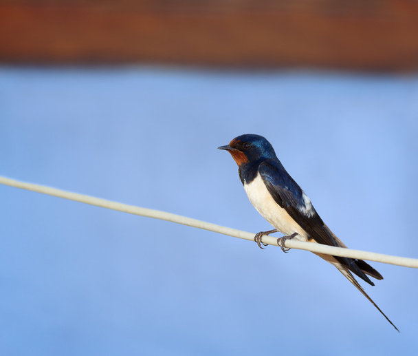 Barn swallow on the wire - Photo, Image