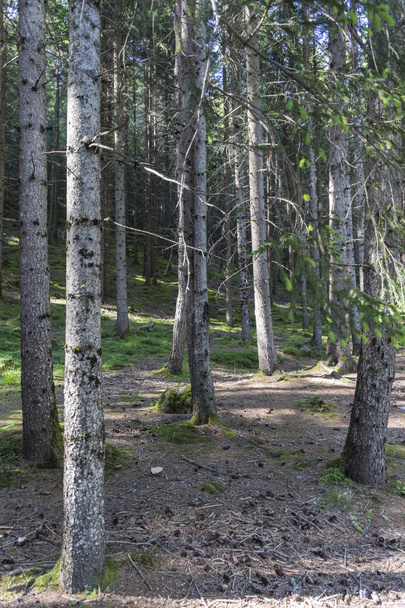 сосна і тінь в лісі
 - Фото, зображення