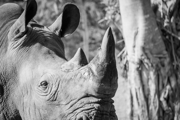 Close-up van rhino horn - Foto, afbeelding