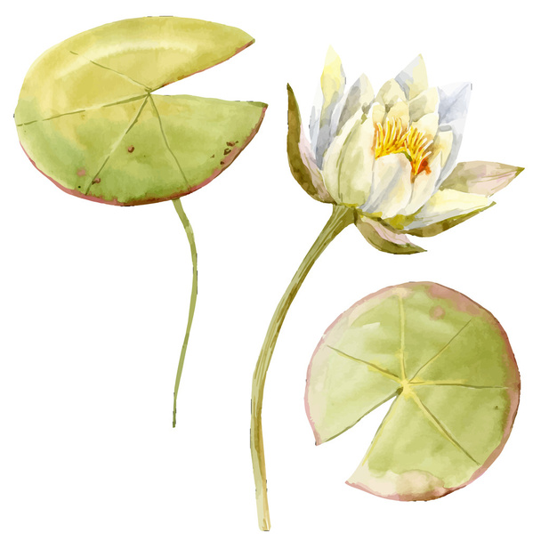 Watercolor lotus flower - Vektor, obrázek