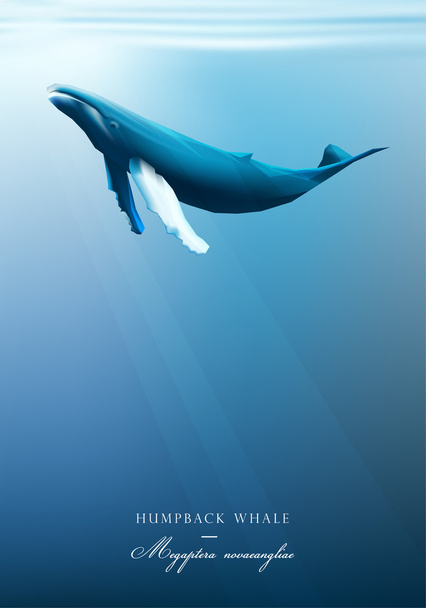 Горбатый кит под поверхностью голубого океана
 - Вектор,изображение