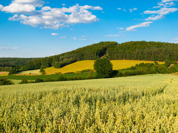 Summer hilly landscape withe green field, forests, blue sky and white clouds - Foto, imagen