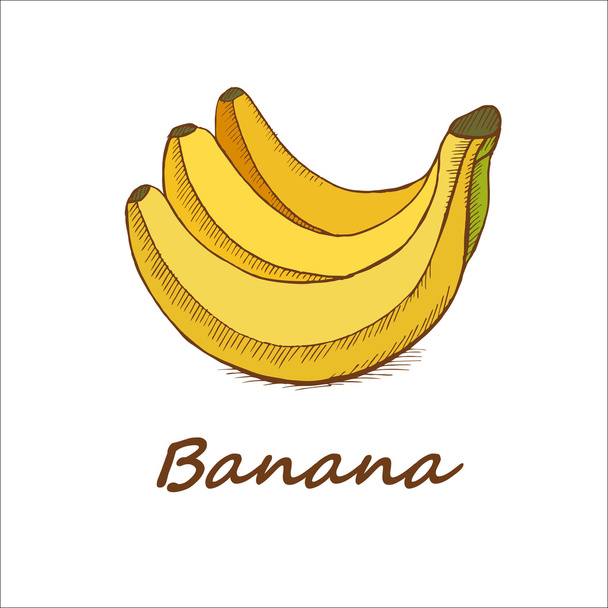 Μπανάνες, ζωγραφισμένα στο χέρι. Απεικόνιση διανυσματικών φορέων. - Διάνυσμα, εικόνα