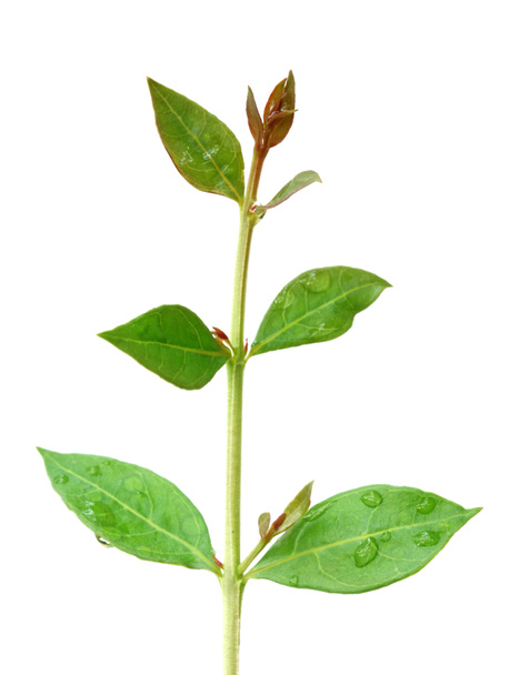 χέννα φύλλα - Φωτογραφία, εικόνα
