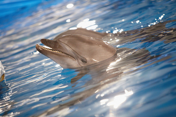 Dolphin in water - Photo, Image