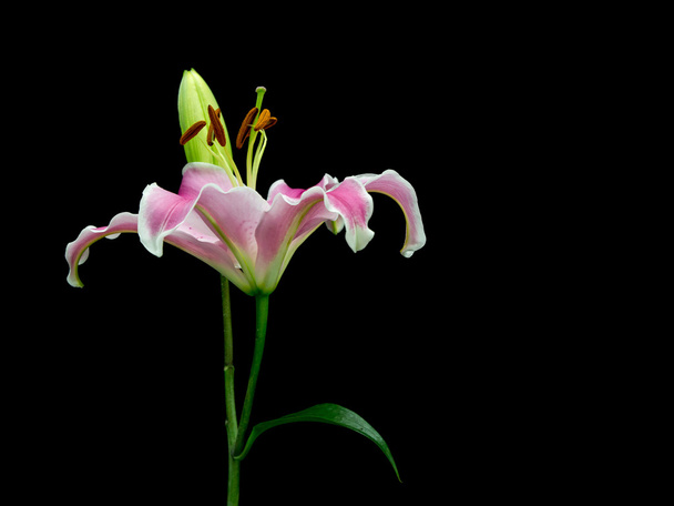 Pink lily flower on black background - Foto, Imagem