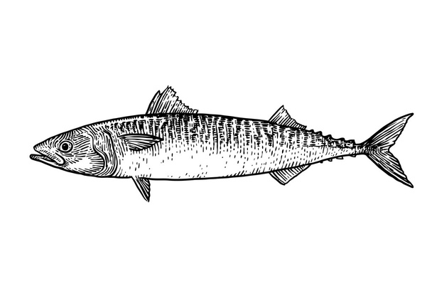 Рибна ілюстрація Mackerel, малюнок, гравюра, лінійне мистецтво, реалістичний
 - Вектор, зображення