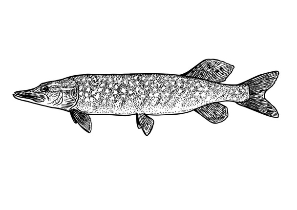 Pikeho rybí ilustrace, kresba, ryk, spojnicový, realistický - Vektor, obrázek