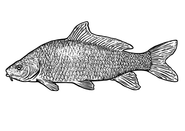 Απεικόνιση ψαριών κυπρίνου, σχέδιο, χαρακτική, γραμμή τέχνης, ρεαλιστική - Διάνυσμα, εικόνα