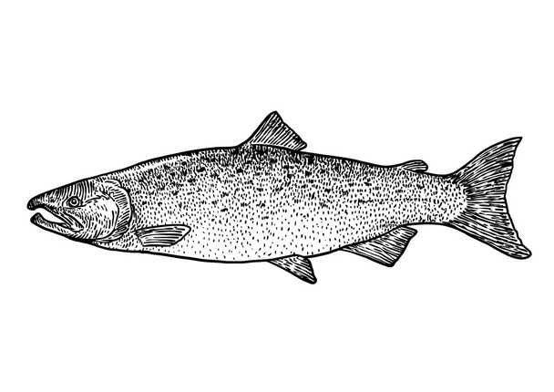 Salmon fish illustration, drawing, engraving, line art, realistic - Vector, Image