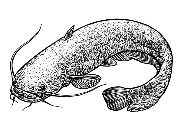 ナマズ魚のイラスト、描画、彫刻、線画、リアル - ベクター画像