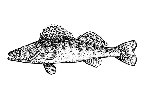 Zander, pike pearch fish illustration, drawing, engraving, line art, realistic - Vector, afbeelding