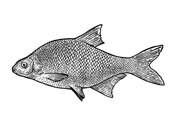 Carp bream fish illustration, drawing, engraving, line art, realistic - Vector, Image