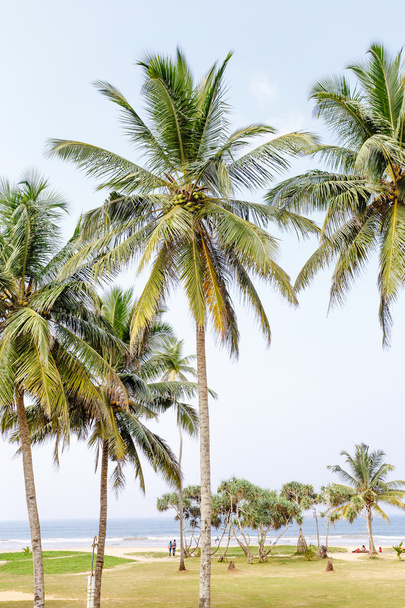 Palm trees, beach. - Photo, Image
