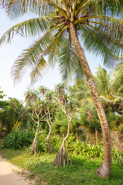 Palm trees, beach. - Fotoğraf, Görsel