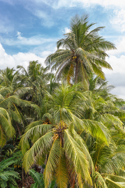 Palmbomen, strand. - Foto, afbeelding