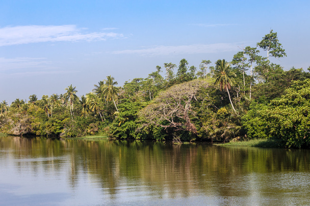 Tropische palmbomen - Foto, afbeelding