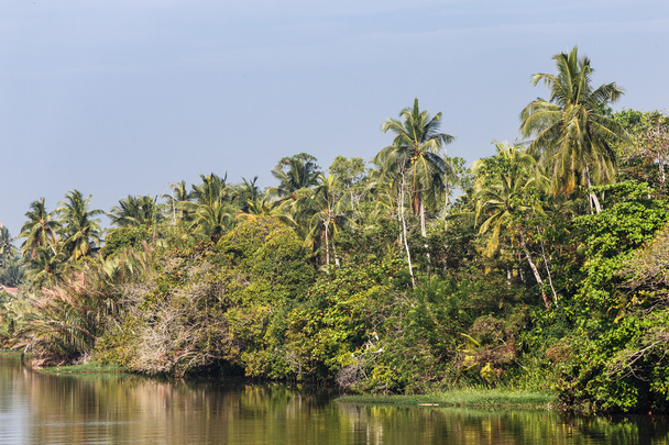 Тропические пальмы - Фото, изображение