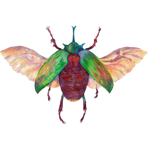Watercolor exotic bug2 - Foto, immagini