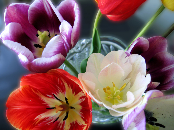 Hermosos tulipanes
 - Foto, Imagen