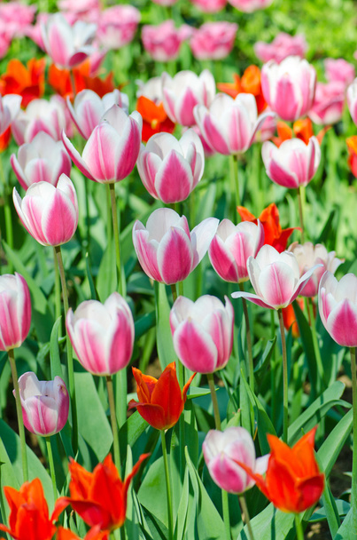 Garden with tulip flowers in summer - Фото, зображення