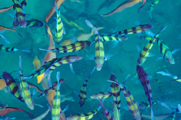 Vissen in de zee Phi Phi Island, Thailand, tropische oceaan - Foto, afbeelding
