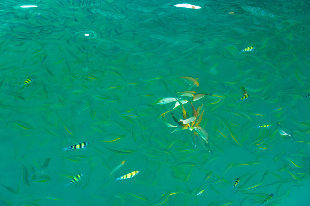 Fish in the sea Phi Phi Island, Thailand , tropical ocean - Photo, Image