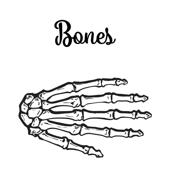 medically accurate illustration of the hand bones - Vector, Image
