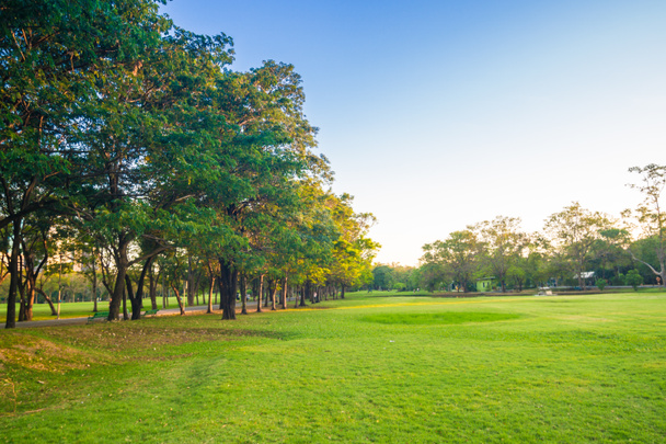 Sombra de haz amarillo atardecer en césped verde con árboles
 - Foto, Imagen