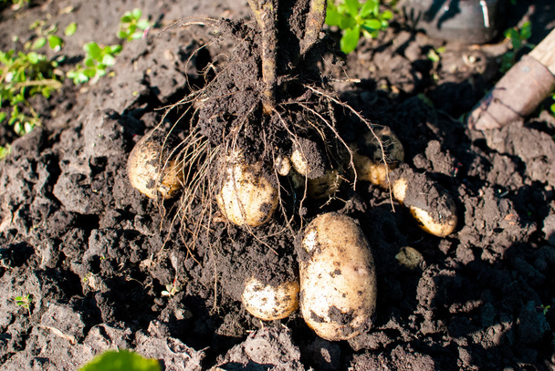 Kolekce brambor plodiny  - Fotografie, Obrázek
