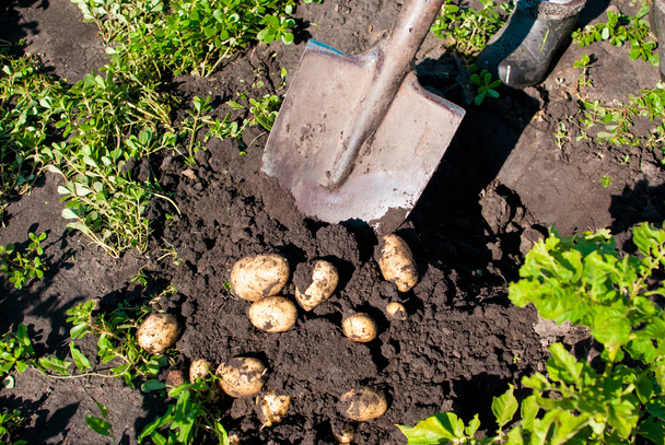 Kopání lopatou mladých brambory na čerstvém vzduchu  - Fotografie, Obrázek