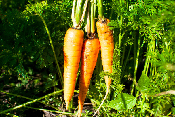 oogsten - geplukt rijp wortelen in de hand en groene tuin  - Foto, afbeelding