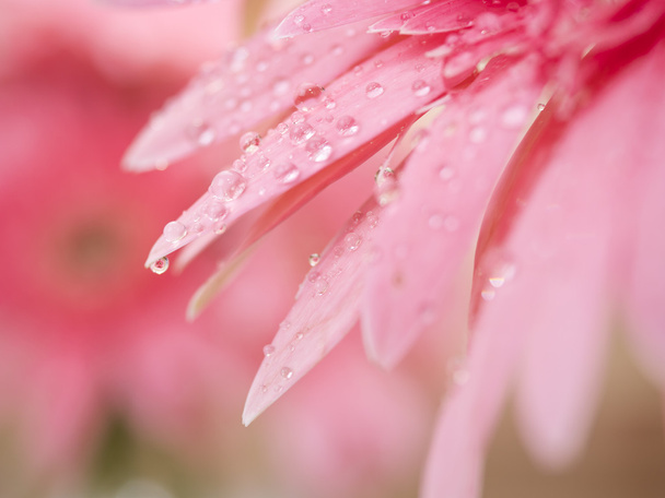 Closeup zoete roze Gerbera daisy bloem 1 - Foto, afbeelding