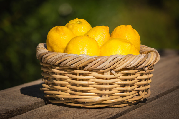 Six freshly picked Corsican lemons in wicker basket - 写真・画像