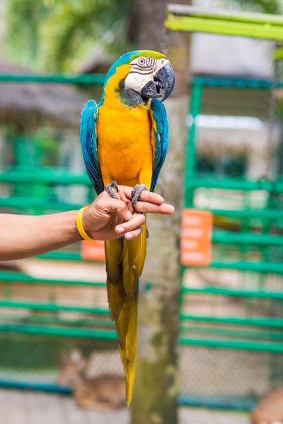 Aras de perroquet bleu coloré assis sur la main de l'homme
 - Photo, image