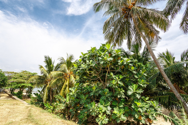 tropical palm trees - Фото, зображення