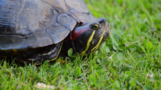 Cabeza de tortuga de oreja roja emergente
 - Imágenes, Vídeo