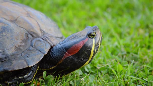 Red eared turtle looking around - Footage, Video