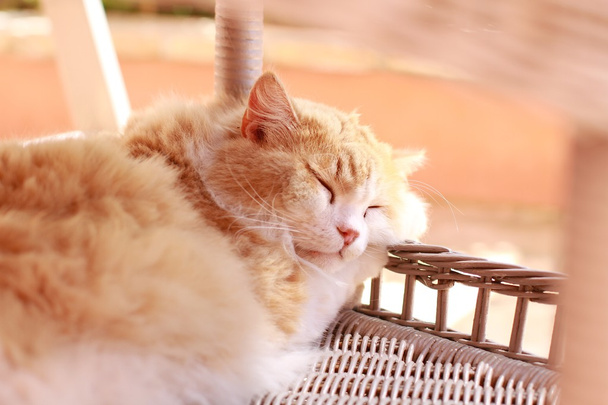 Chat roux et blanc en train de dormir dans un panier - Fotografie, Obrázek