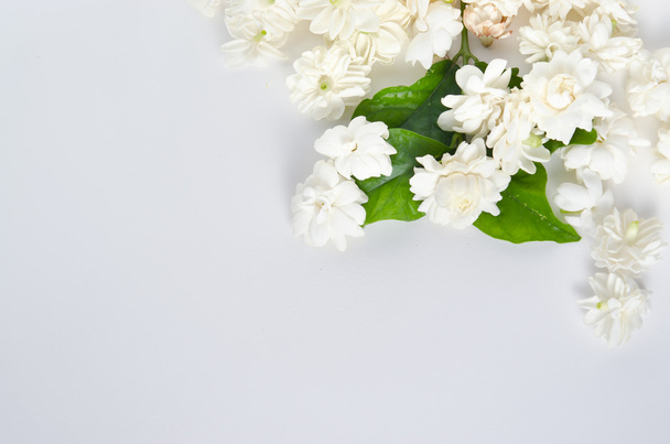 白地に孤立したジャスミンの花｜Top view - 写真・画像