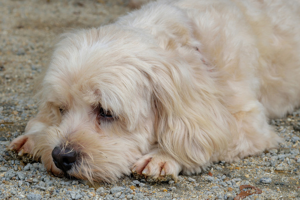 Uyuyan köpek - Fotoğraf, Görsel