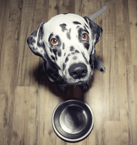 Dog is very hungry -- he is sitting next to the bowl - Foto, afbeelding